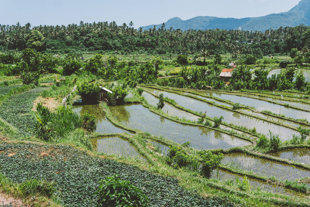 riisinviljely Indonesiassa. Maailmanlaajuinen riisin tuonti Aasiasta - Valokuva, kuva