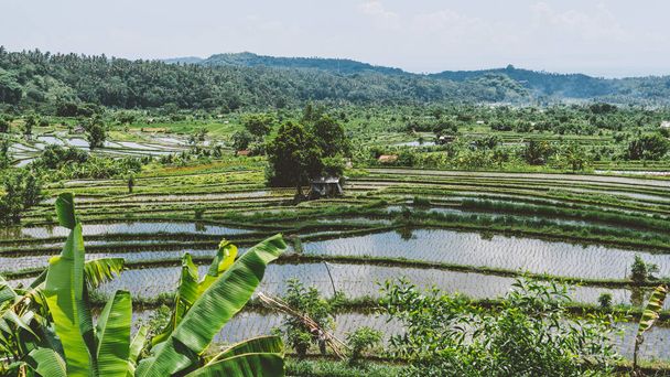 riisinviljely Indonesiassa. Maailmanlaajuinen riisin tuonti Aasiasta - Valokuva, kuva
