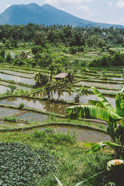 Endonezya 'nın pirinç terasları. Bali 'nin turistik yerleri - Fotoğraf, Görsel