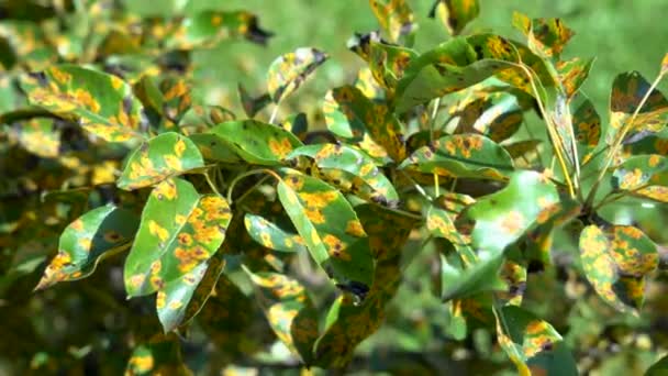 Mantar hastalığından etkilenen Gymnosporangium sabinae armudu - Video, Çekim