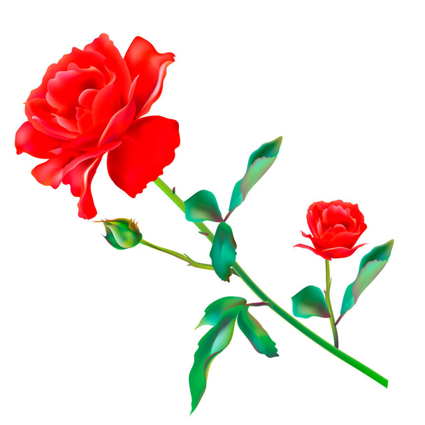 Bright red roses isolated on white background - Foto, Imagen