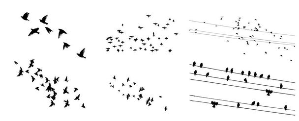 Стая летающих птиц. Векторная иллюстрация - Вектор,изображение
