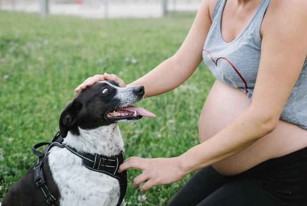 Una chica embarazada está acariciando un vientre embarazada y hablando con un perro
 - Foto, Imagen