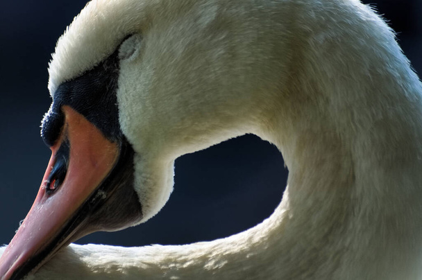 Закрытие белого самца Mute Swan с закрытыми глазами, головой и носом
 - Фото, изображение