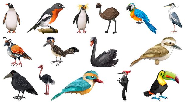 Set van verschillende vogels cartoon stijl geïsoleerd op witte achtergrond illustratie - Vector, afbeelding