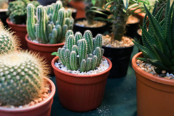 Kaktus potin koristella puutarhassa.Business myynti kaktus pieniä kiviä sijoitetaan potin Jotka ovat rivissä kauniisti, järjestyksessä peräkkäin asiakkaille ostaa puutavarakauppa - Valokuva, kuva