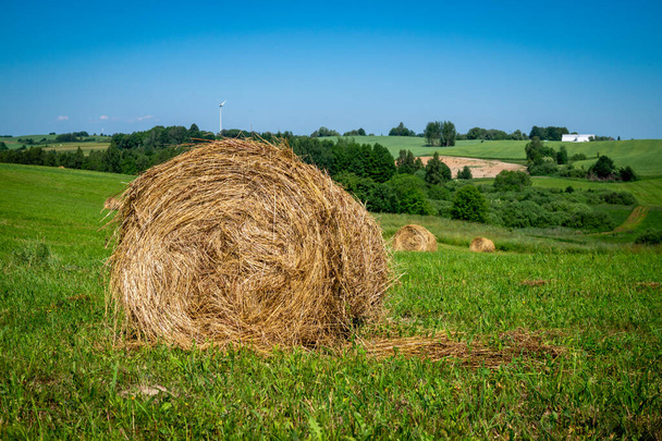 Трава сено в зеленой травянистой земле или пастбища с деревьями летом в низком угле зрения под облачно-голубым небом в сельскохозяйственном ландшафте - Фото, изображение