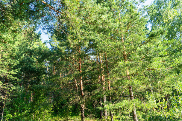 Photo woods in summer, beautiful summer background - Foto, Imagem
