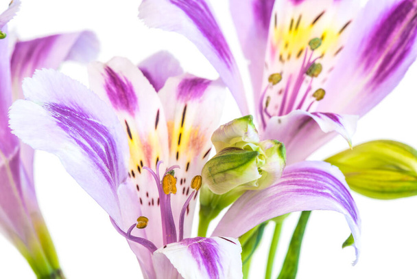 Alstroeméria vagy perui liliom virág állvánnyal, közelkép fehér alapon. - Fotó, kép