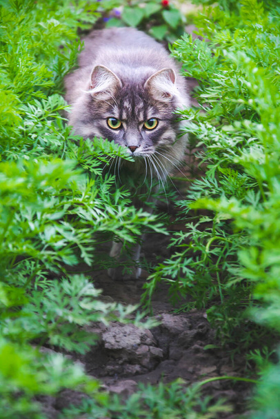Lähikuva kuva harmaa kissa iso vihreä-keltainen silmät - Valokuva, kuva