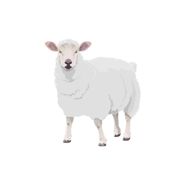 Ikona bydła hodowlanego owiec, hodowla jagniąt i symbol produktu mięsnego baraniny. Kreskówka izolowane owce jagnięce, sklep mięsny i znak zwierząt gospodarskich - Wektor, obraz