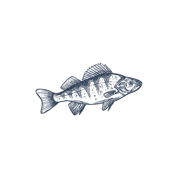 Perca de agua dulce gamefish familia Percidae, común Perca aislado boceto monocromo. Vector perca amarilla Perca flavescens, animal de agua dulce europeo y balcánico, que se encuentra en estanques, lagos, arroyos
 - Vector, imagen