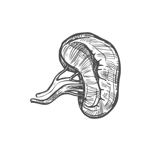 Εικονίδιο σκίτσο Spleen, εσωτερικό όργανο απομονωμένο διάνυσμα. Στοιχείο ανατομίας, ιατρική και υγειονομική περίθαλψη - Διάνυσμα, εικόνα