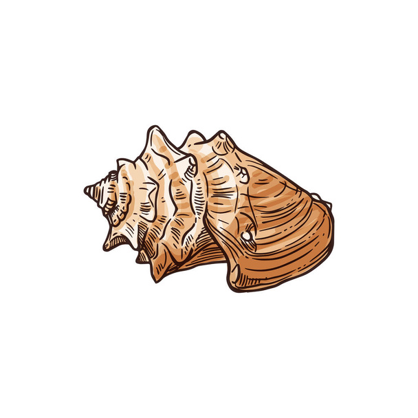 Florida fighting conch isolated Strombus alatus sketch. Ve tor sea snail, marine gastropod mollusk - Vetor, Imagem