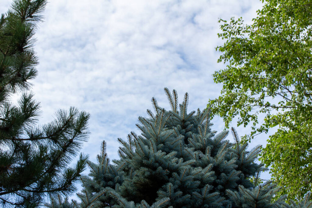 Vista superior de árboles de coníferas y árboles de hoja caduca en un día soleado de verano con cielo azul y nubes
 - Foto, imagen