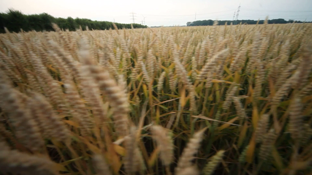 Campo de grano en verano
 - Imágenes, Vídeo