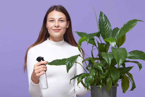 Happy Caucasian woman or housewife spraying houseplant with water sprayer at home, lady with pleasant appearance posing against lilac wall, girl wearing white casual shirt. - Photo, Image
