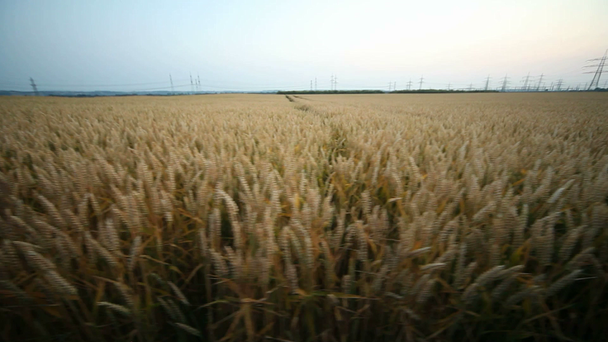 Campo de grãos no verão
 - Filmagem, Vídeo