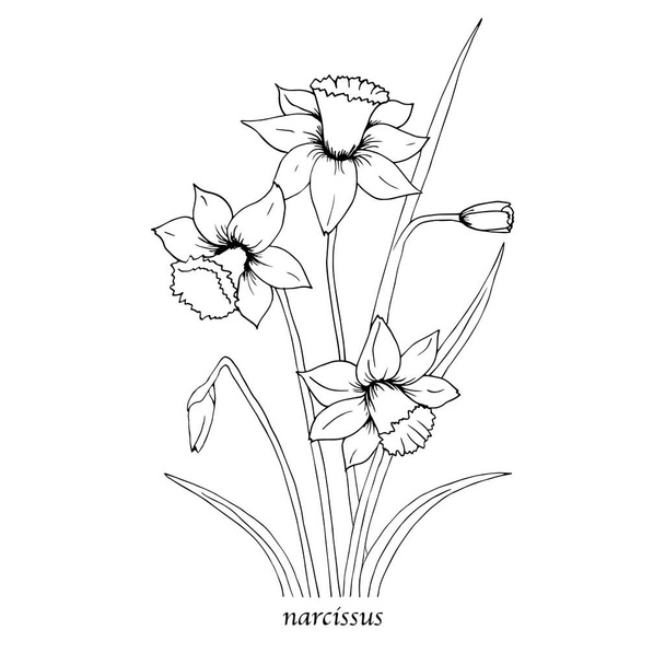 Sketch floral botany. Narcissus flower drawings. Black and white with line art on white backgrounds. Hand drawn botanical illustrations. - Vector, Image