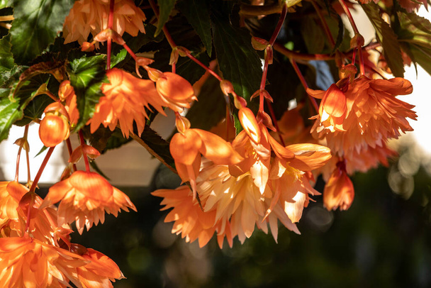 Blisko Begonia Oświetlenie Pomarańczowe kwiaty  - Zdjęcie, obraz