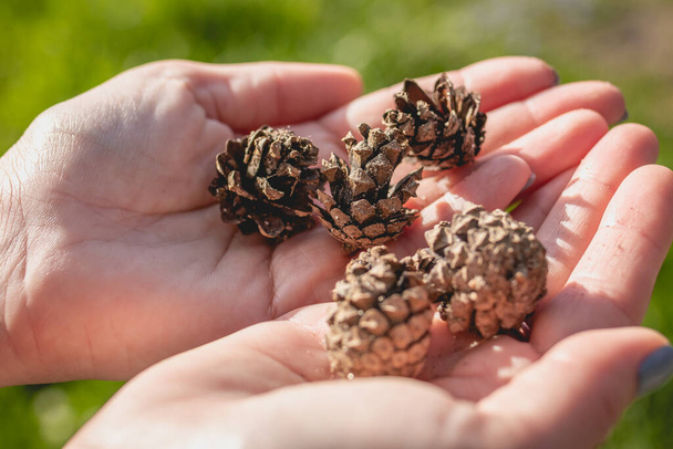 Girl holds fir cones in her hands. - Photo, Image
