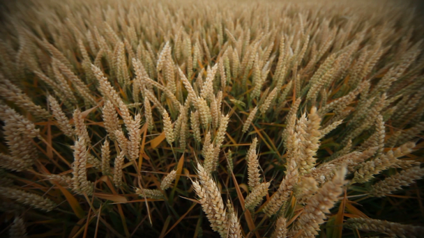 夏の穀物畑 - 映像、動画