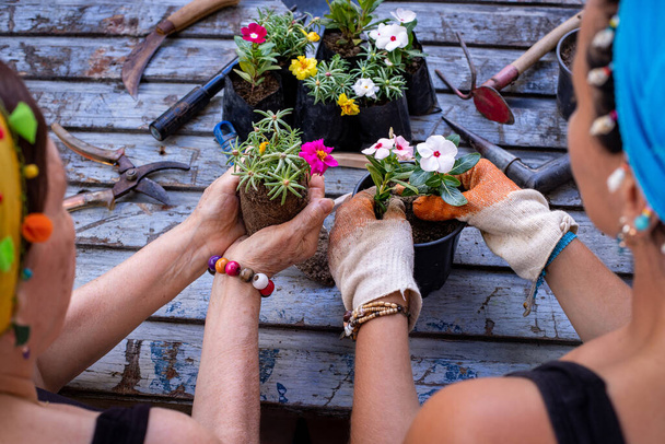 Dos mujeres están trasplantando las flores. Concepto de jardinería en el patio trasero
.  - Foto, Imagen