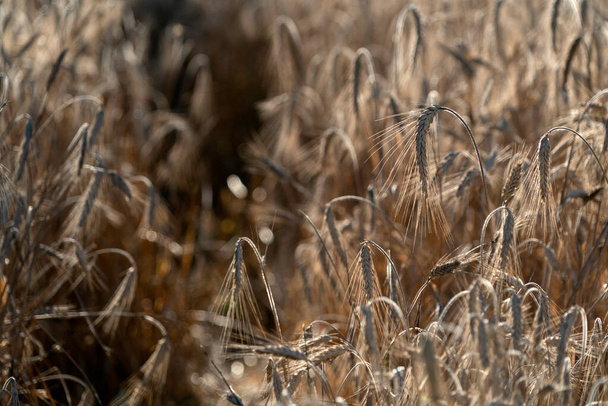 západ slunce zlatá pšenice hrot detail v poli - Fotografie, Obrázek