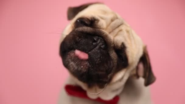 pequeño perrito lindo pug con piel de cervatillo sentado, usando una corbata roja y lamiendo el vidrio delante de él sobre fondo rosa
 - Metraje, vídeo