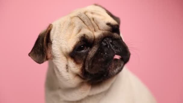 rozkošný mladý mops pes s plavou srstí sedí na růžovém pozadí a olizuje si ústa - Záběry, video