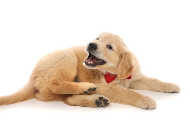 złoty pies retriever leżący, szczekający i noszący czerwoną muszkę na białym tle studia - Zdjęcie, obraz