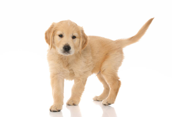 cute golden retriever dog standing one way and looking the other way, being happy on white studio background - Photo, Image