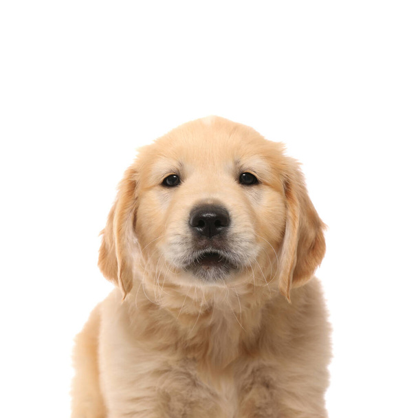 portrait of a golden retriever dog with cute face standing and looking at the camera on white studio background - Fotografie, Obrázek