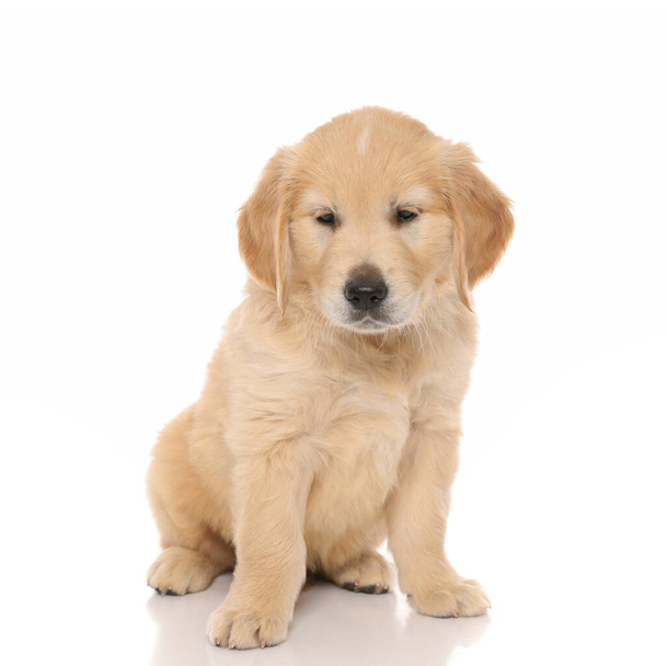 seated golden retriever dog looking away, almost falling asleep on white studio background - Foto, afbeelding