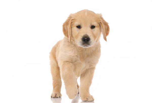 adorable little golden retriever dog looking at something that made him curious and walking toward it on white studio background - Photo, Image