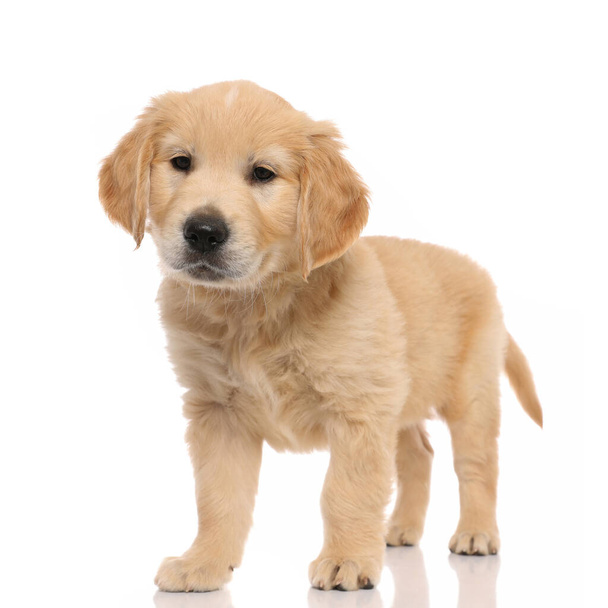 little golden retriever dog standing on white background, looking at camera with a cute expression  - Zdjęcie, obraz