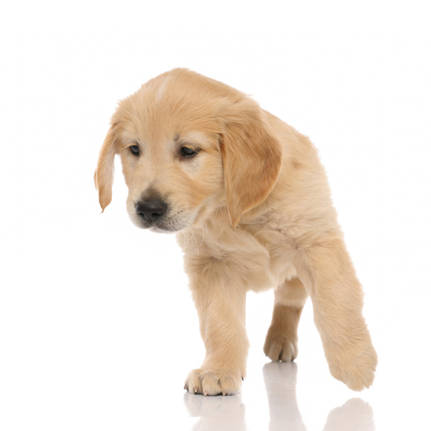 kleine golden retriever hond staan op drie poten en weg te kijken en geïntrigeerd door wat hij ziet op witte studio achtergrond - Foto, afbeelding