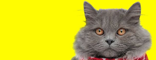 フォーカス英国ロングヘア猫身に着けているバンダナと楽しみにしています上の黄色のスタジオの背景 - 写真・画像