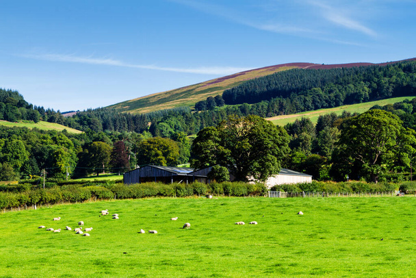 Campos verdes con ovejas bajo un cielo azul tranquilo. Colorido panorama sobre los prados de las tierras de labranza de ovejas del valle escocés en Escocia, Reino Unido
 - Foto, imagen