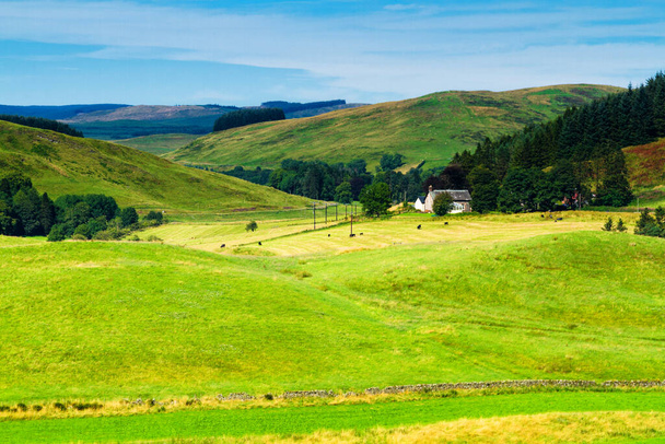 Campos verdes rodantes bajo un cielo azul tranquilo. Colorido panorama sobre los prados de las tierras de labranza de ovejas del valle escocés en Escocia, Reino Unido
 - Foto, imagen