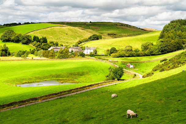 穏やかな青空の下で羊と緑の農場フィールドを圧延.ヨークシャーのセドバーグ近くの英語の谷の羊の農地の牧草地の上にカラフルなパノラマダレス国立公園,イングランド,イギリス - 写真・画像
