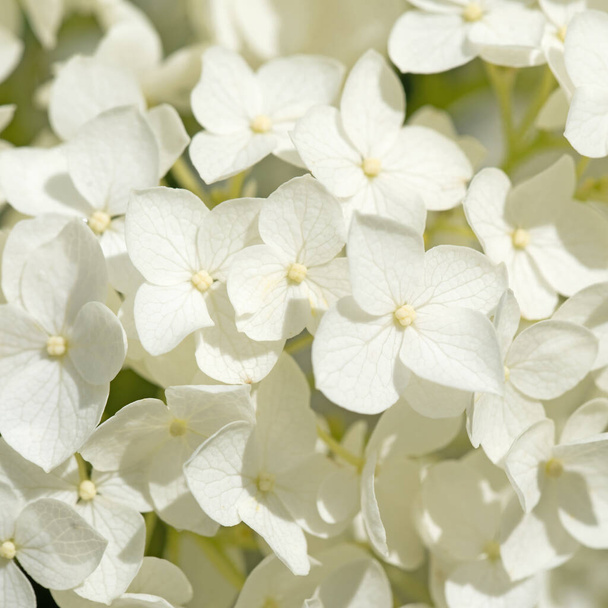 Bloeiende witte hortensia 's in close-up - Foto, afbeelding