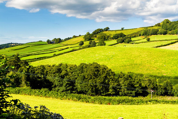 Campos verdes con ovejas bajo un cielo azul tranquilo. Panorama colorido sobre los prados y pastizales de las tierras de cría de ovejas del valle galés cerca de Llanwrst en Gales, Reino Unido
 - Foto, imagen