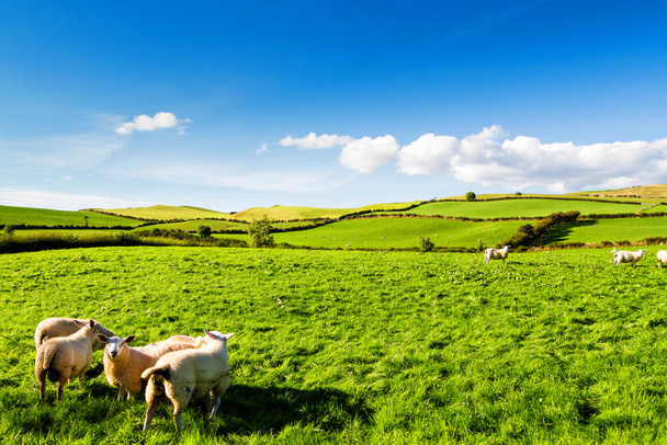Campos verdes con ovejas bajo un cielo azul tranquilo. Colorido panorama sobre los prados de las tierras de labranza de ovejas del valle galés cerca de Llanwrst en Gales, Reino Unido
 - Foto, imagen