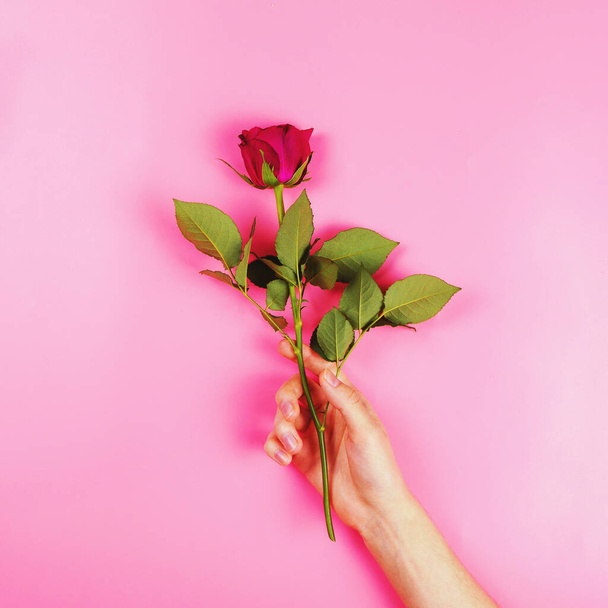 Beautiful rose in a woman's hand, flat lay, present concept, square image - Valokuva, kuva