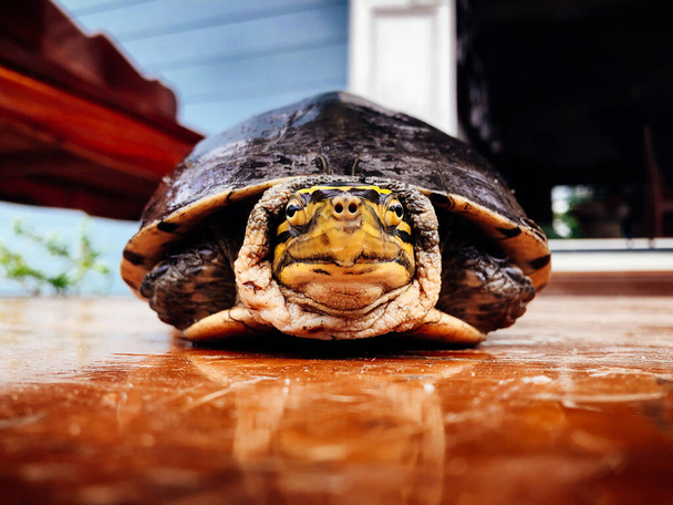 Asustada tortuga asiática mantiene la cabeza en la cáscara con la reflexión sobre el suelo de madera enfoque selectivo
 - Foto, imagen