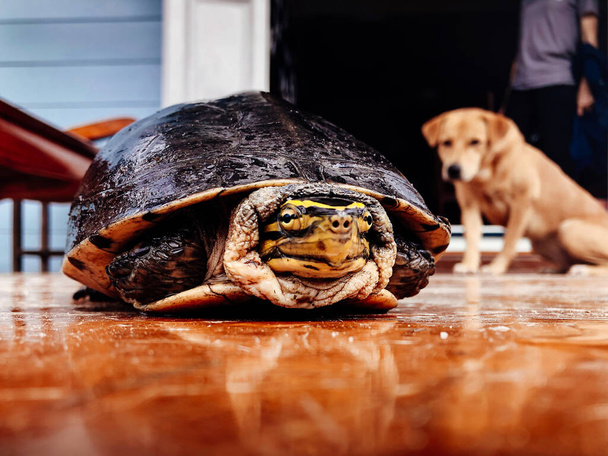 Tortue de rivière noire effrayée garde la tête dans la coquille avec regard curieux chien par derrière - Photo, image