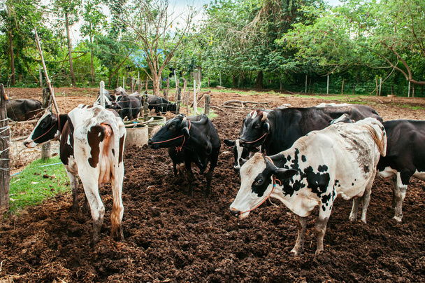 Bovinos hembras en una granja lechera local en Tailandia. Rebaño de vacas lecheras en el campo fangoso
 - Foto, Imagen