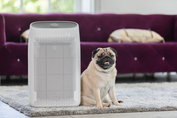 Dog Pug Breed and Air purifier in cozy white Living room for filter and cleaning removing dust PM2.5 HEPA in home,for fresh air and healthy life,Air Pollution Concept - Foto, Imagem
