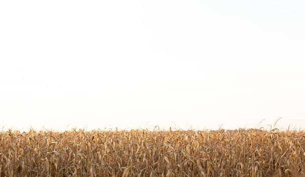 field corn dry harvest season farming background harvesting - Foto, Bild